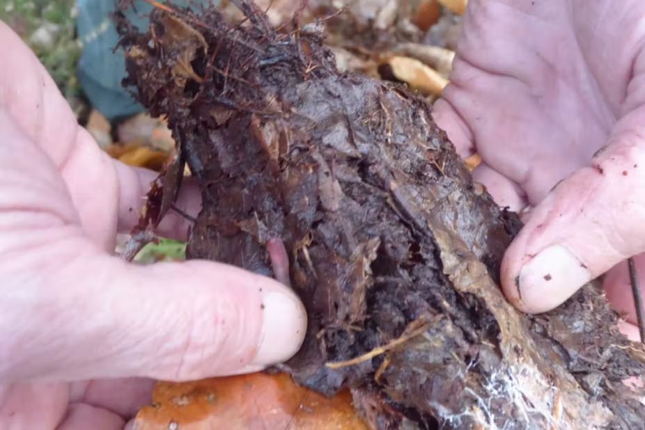 Thumbnail Fermented forest litter (LiFoFer)