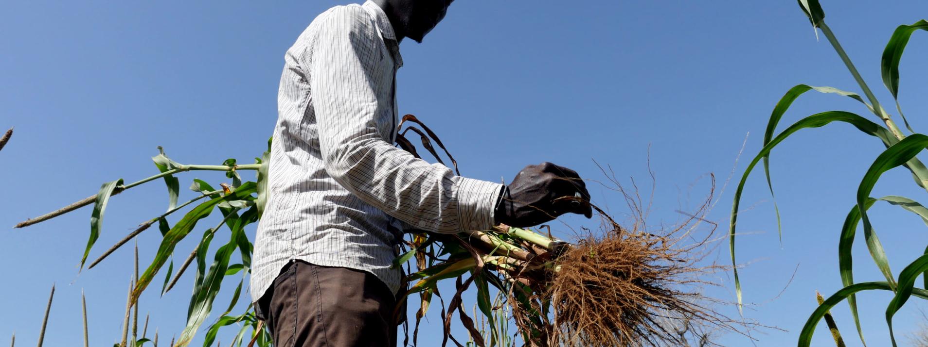 Miniature Carbone des Sols pour une agriculture durable en Afrique (CaSA)