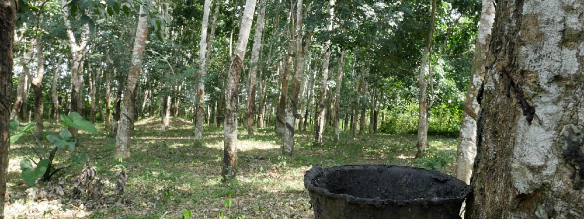 Miniature Agroforesrerie Hévéa Igname de sous-bois pour la Sécurité Alimentaire (AHISSA)